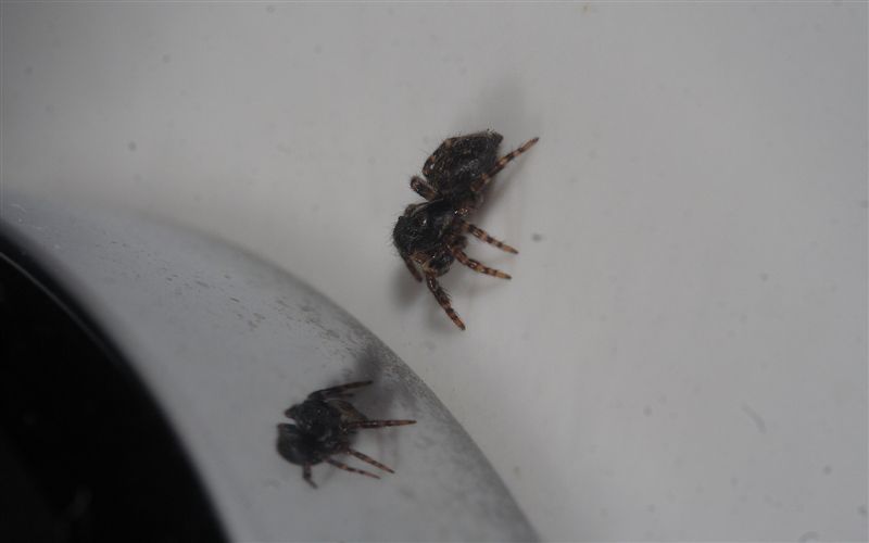 Pseudeuophrys sp.